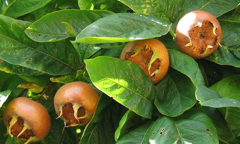 Moșmonul, pomul rustic care poate aduce venituri bune micilor producători