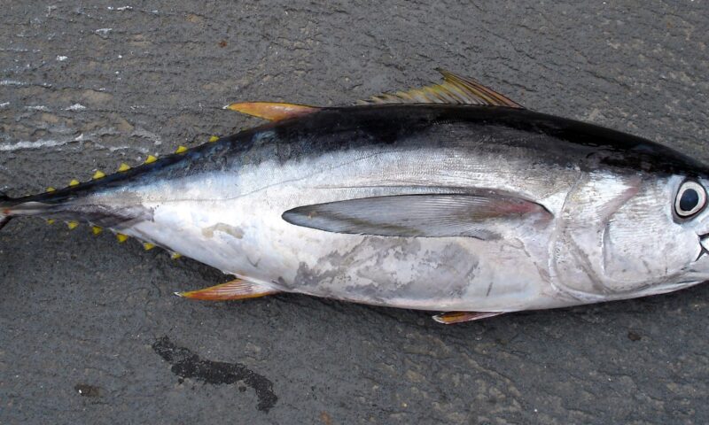 Preț record la o licitație de pește din Tokyo. Ton roșu vândut cu milioane de dolari