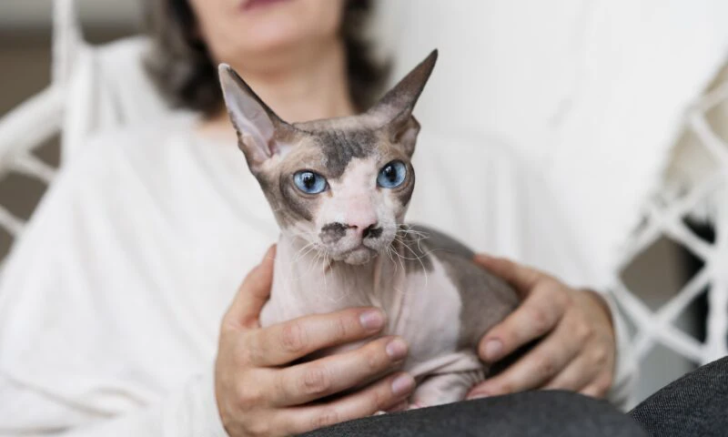 Pisicile de rasă cu probleme genetice, în atenția Uniunii Europene. Reguli noi pentru crescători