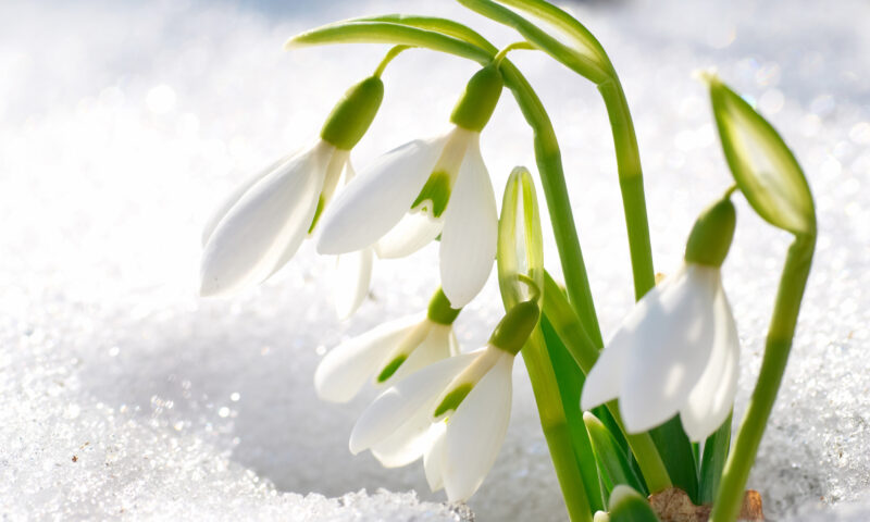 Zăpadă în mai. Zonele din România unde iarna nu se dă dusă