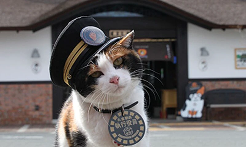Moștenirea pisicii Tama. Cum o succesiune felină a salvat o linie ferată din Japonia