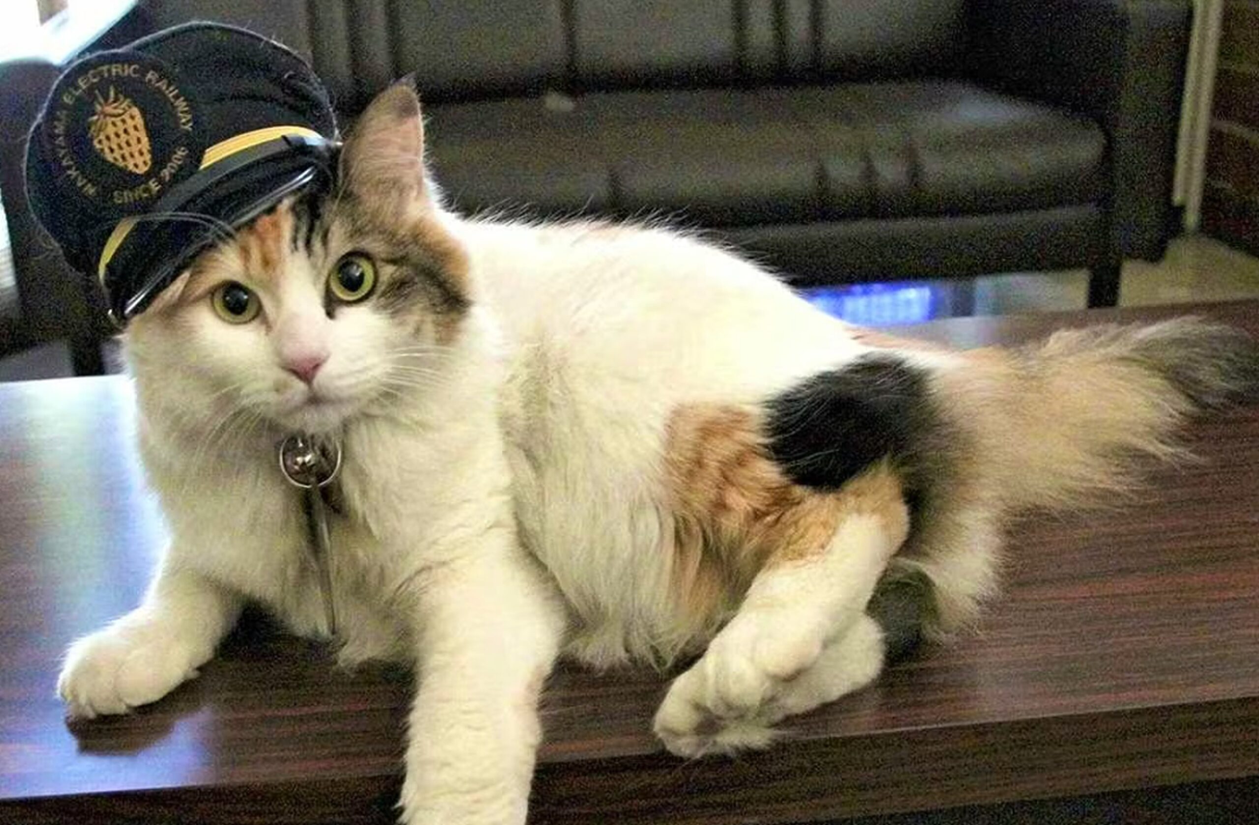 Yontama, succesoarea Tamei, pisica șef de gară din Japonia