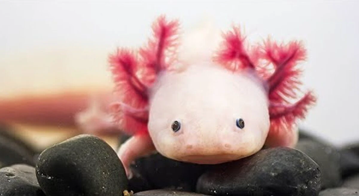 Cele mai ciudate animale din lume. Arată ca niște creaturi dintr-un film SF