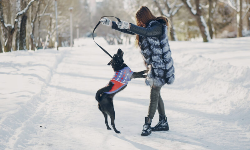 Ce obligații ai ca proprietar de animal de companie. Nerespectarea regulilor aduce amenzi