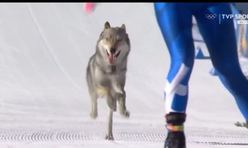 Apariție surpriză la Jocurile Olimpice de iarnă. Un câine a început să alerge alături de schiori