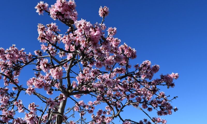 Destinația europeană care rivalizează cu Japonia. Magia migdalilor înfloriți, aproape de casă