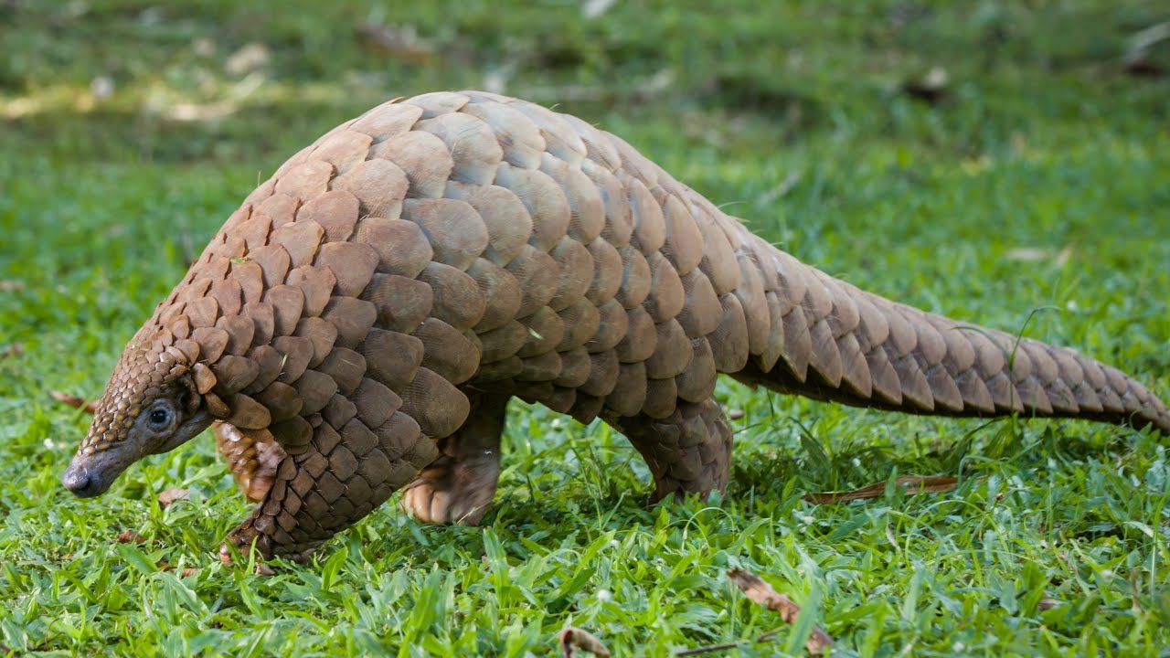 Pangolin