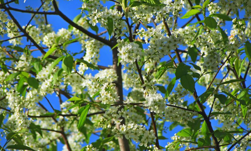 Prognoza meteo, 10 martie. Vreme predominant frumoasă, temperaturi în creștere în majoritatea regiunilor
