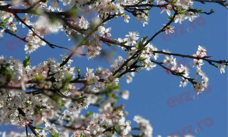 Se știe când vine primăvara. Prognoza pe termen lung de la ANM dă speranță