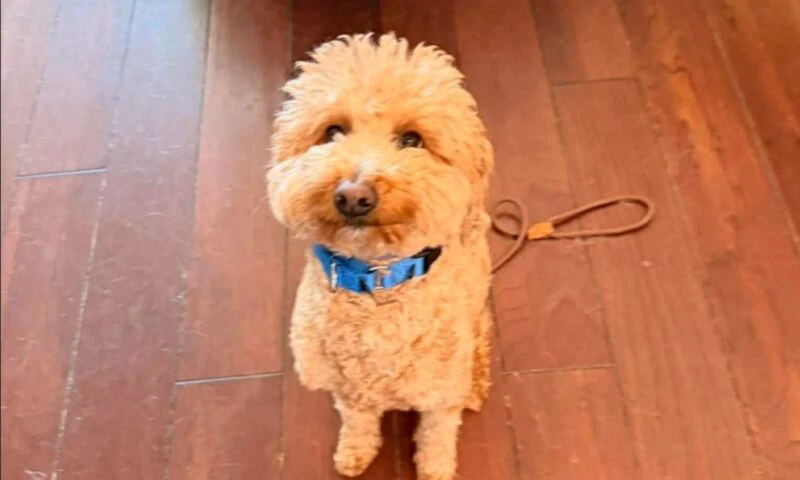 O femeie a fost arestată după ce și-a abandonat câinele pe un aeroport din Las Vegas