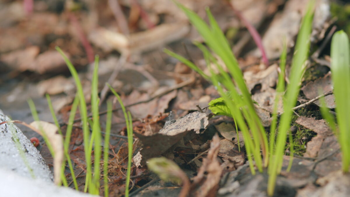 Când scăpăm, de fapt, de ger și zăpadă. ANM a emis prognoza pe termen mai lung