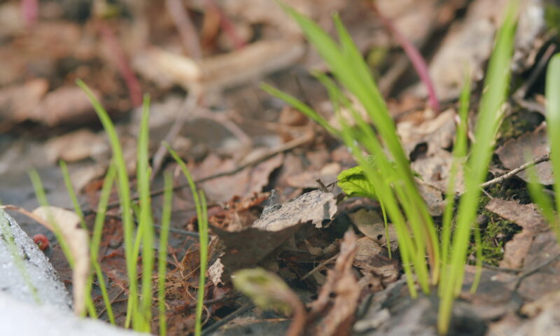 Când scăpăm, de fapt, de ger și zăpadă. ANM a emis prognoza pe termen mai lung