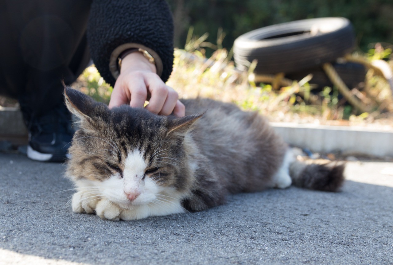 Tashirojima, insula pisicilor