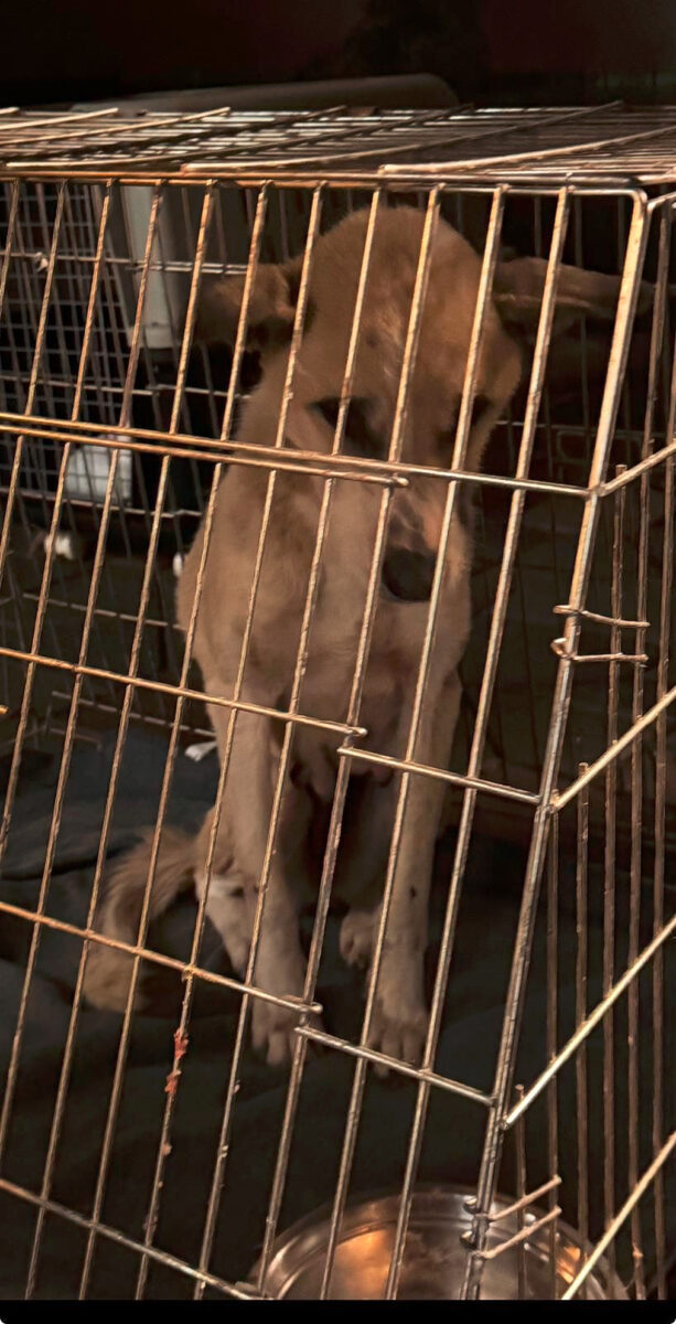 Suraia, adăpost, câini