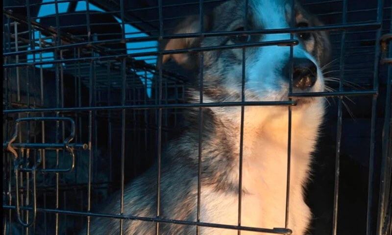 Cazul Suraia. Toți câinii schingiuiți au fost preluați pentru adopție și tratament