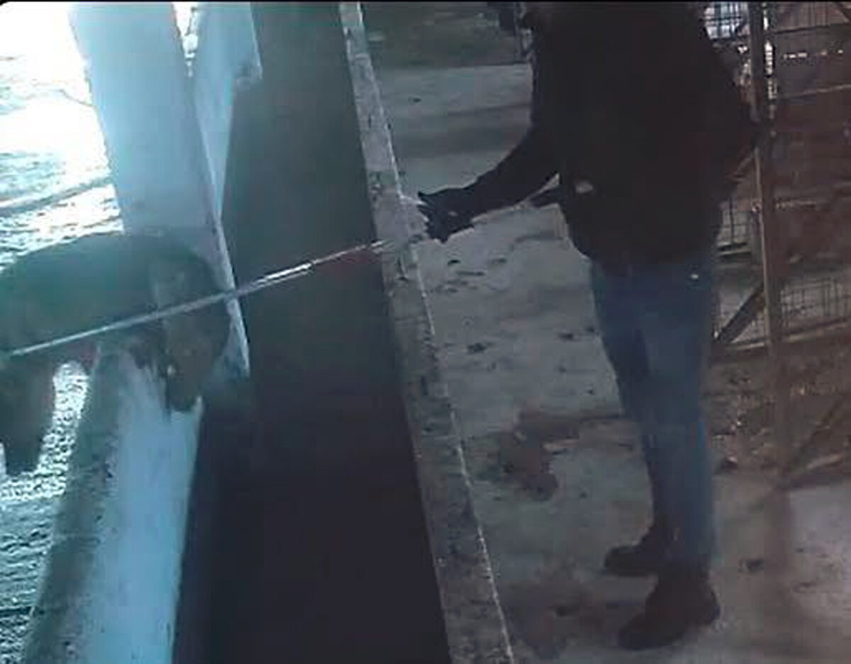 Suraia, adăpost, câini