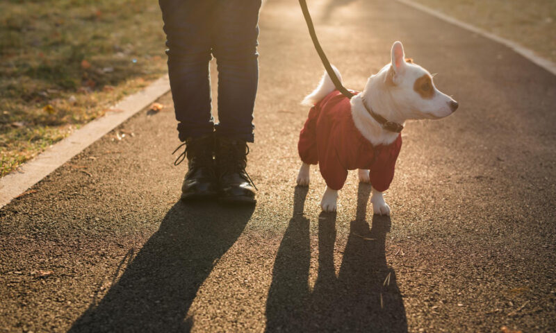 Proprietarii care își plimbă câinii fără lesă pot fi sancționați. Amenzile încep de la 500 de lei