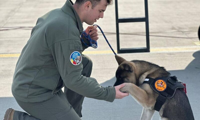 Un pilot militar de la Baza 86 Aeriană a murit încercând să salveze un câine dintr-un bazin. Avea doar 30 de ani