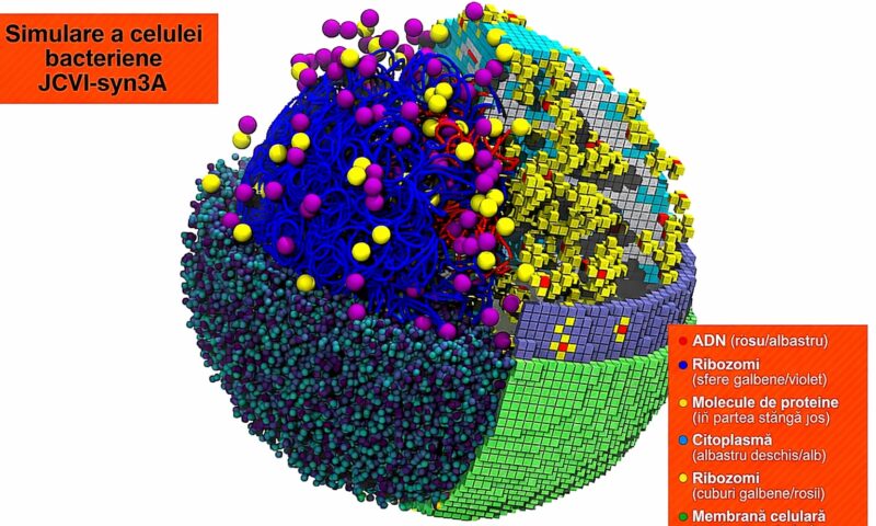 O celulă bacteriană, recreată virtual. Simularea care urmărește diviziunea pas cu pas