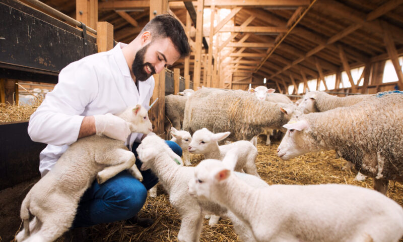 Modificările ANSVSA pentru vaccinarea animalelor ar putea fi periculoase. Avertismentul Colegiului Medicilor Veterinari