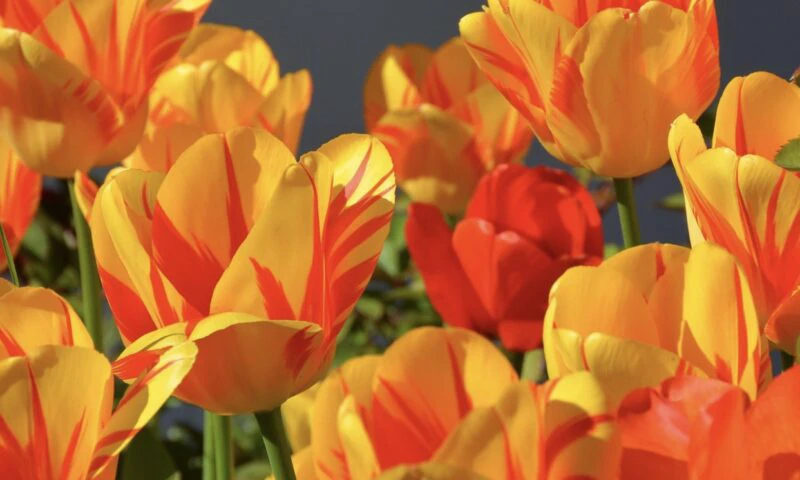 Vremea la sfârșitul lunii martie. Prognoza meteo actualizată