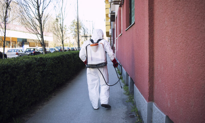 Infestările cu plosnițe cresc în Capitală: specialiștii avertizează și explică procedurile corecte de eliminare