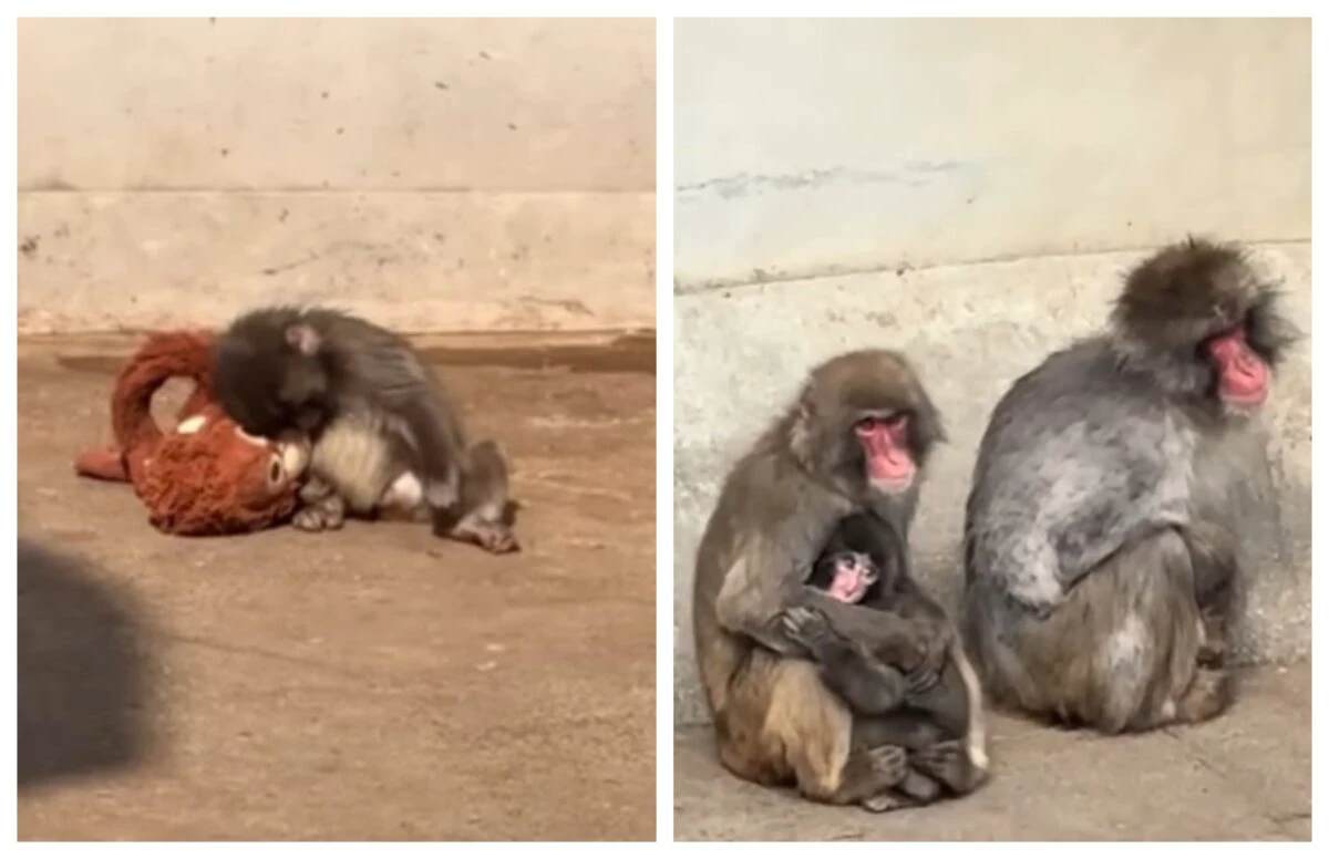 Punch, puiul de macac japonez, începe să se integreze în turma sa, la grădina zoologică. Cum a ajuns vedetă pe internet