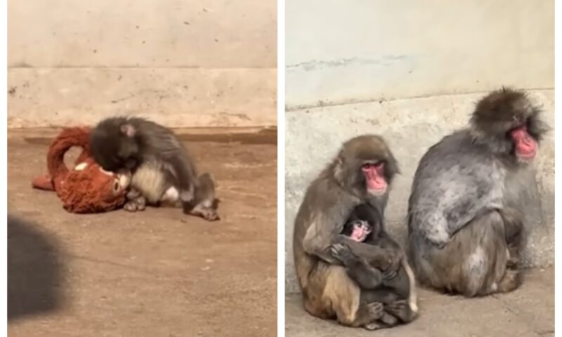 Punch, puiul de macac japonez, începe să se integreze în turma sa, la grădina zoologică. Cum a ajuns vedetă pe internet